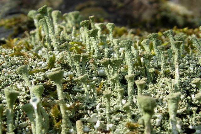 Cladonia fimbriata